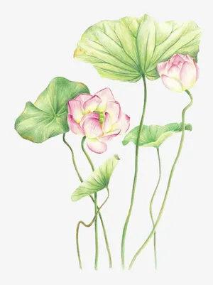 手绘荷花免抠