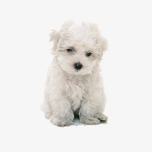白色比熊犬免抠