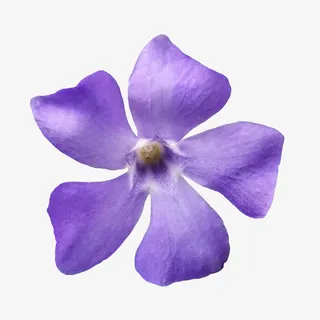 鲜花花卉鲜花矢量素材免抠