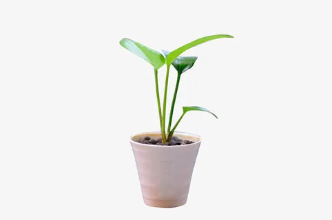 清新小绿色植物免抠