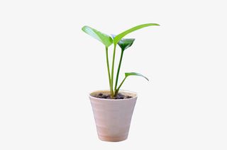 清新小绿色植物免抠