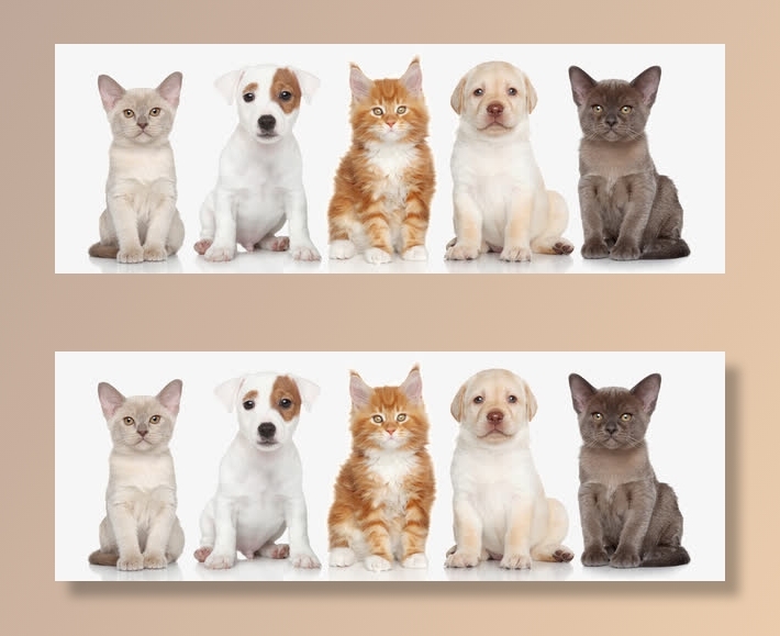 宠物猫咪与狗免抠