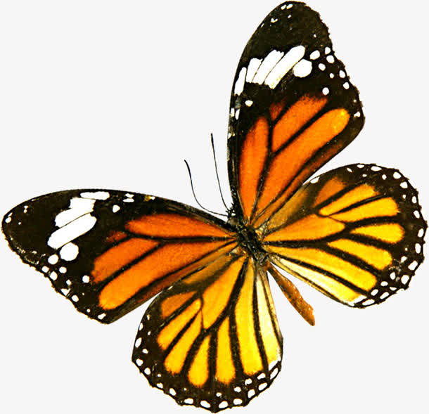 春天黄红色纹理蝴蝶免抠装饰动物元素