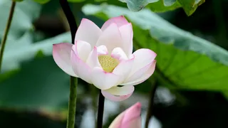 夏天盛开的粉色荷花高清