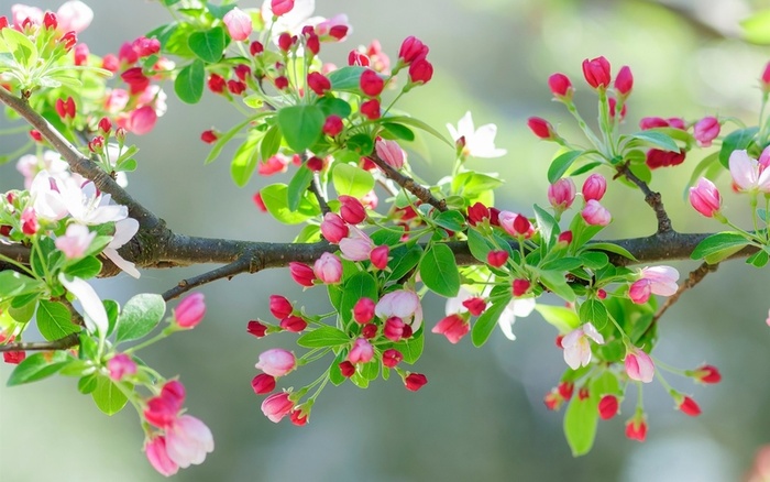 粉红色的樱花的花，树枝高清