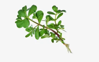 中药材长寿菜马齿苋免抠