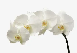 纯白色单枝蝴蝶兰免抠