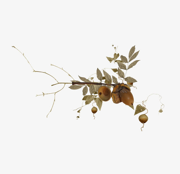 枯叶枯枝免抠
