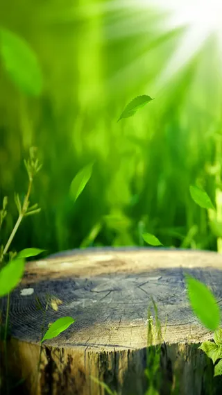 绿色树叶草地大树树干荧光背景素材高清