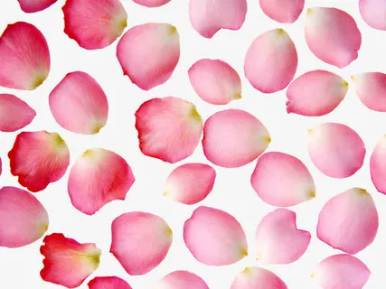 碎花瓣ps花瓣素材免抠