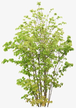 春天绿树素材图免抠