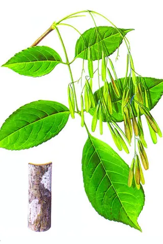 手绘绿叶树枝装饰免抠