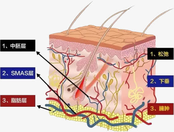 医疗肌肤组织图免抠