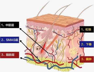 医疗肌肤组织图免抠