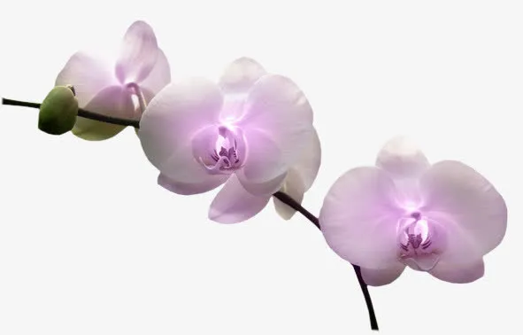 兰花花枝免抠