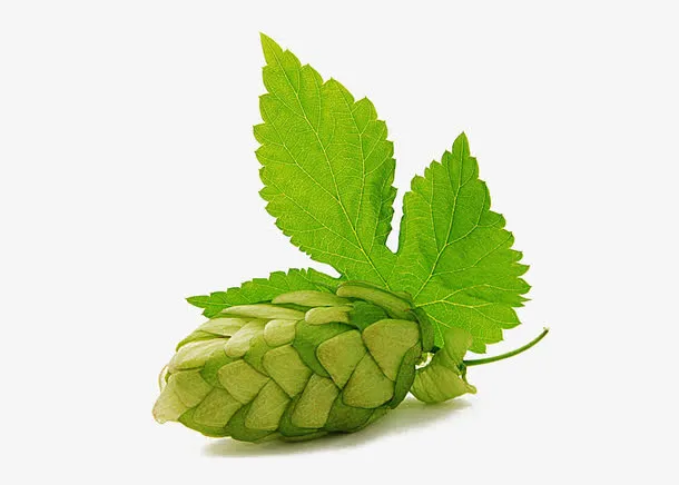 啤酒花 透明图 啤酒花绿色免抠
