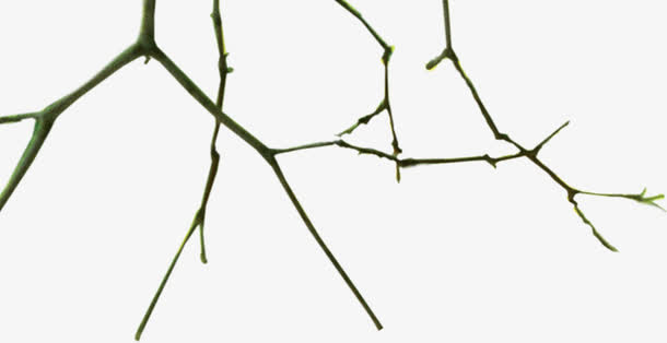 个性角度设计手绘树枝免抠