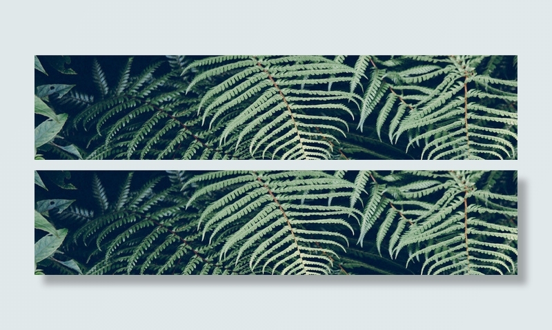 绿色植物背景高清