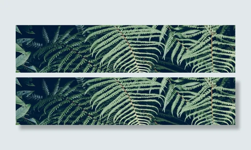 绿色植物背景高清