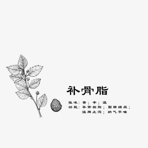 中药材线稿补骨脂免抠