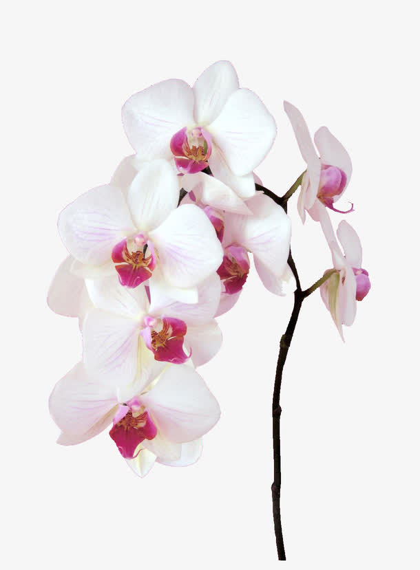 紫粉小花免抠