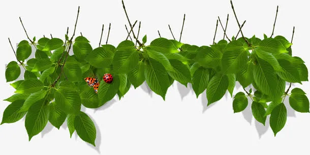 绿色时尚春天美景树叶瓢虫免抠