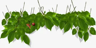 绿色时尚春天美景树叶瓢虫免抠