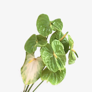 花朵免抠