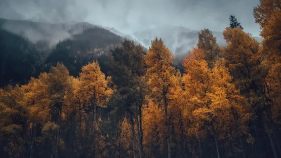 风景，枫树，秋天，黄叶高清