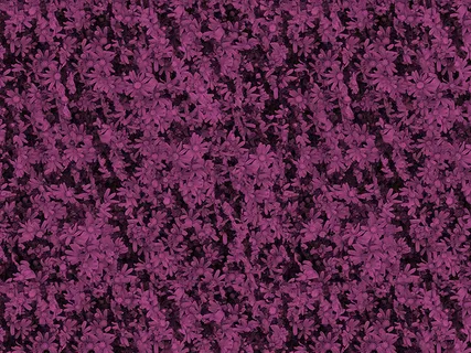 紫色小小雏菊免抠