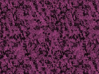 紫色小小雏菊免抠