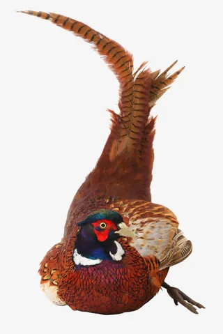 野鸡的尾巴免抠