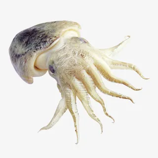 手绘乌贼海鲜免抠