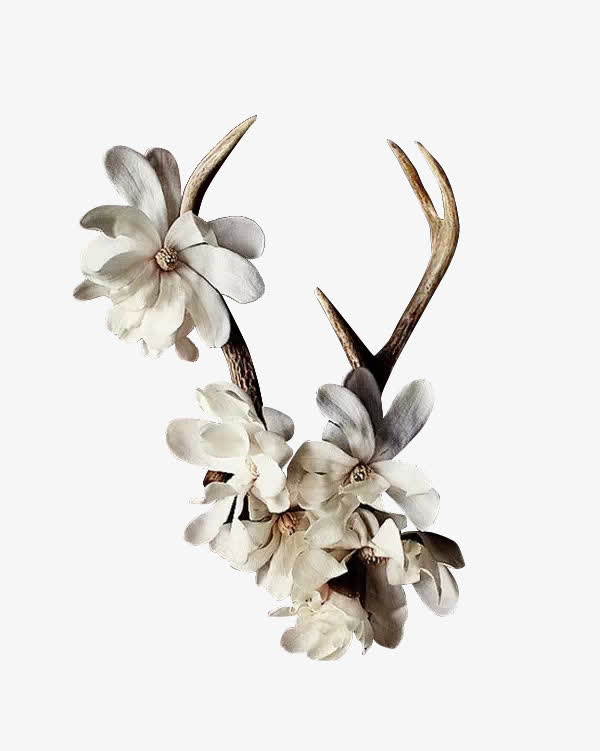 鹿角花免抠