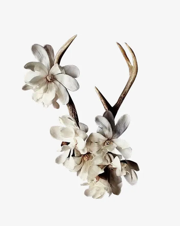 鹿角花免抠