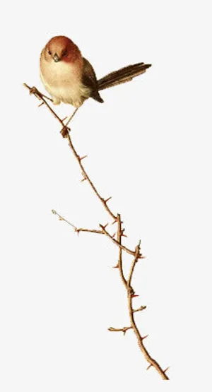 小鸟树枝png素材免抠