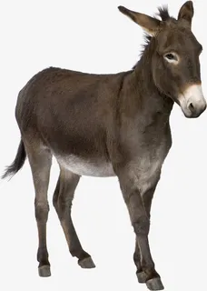 驴免抠 驴免抠