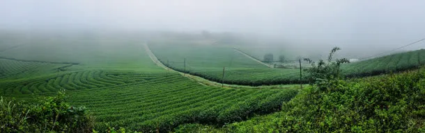 绿色植物麦田树木免抠