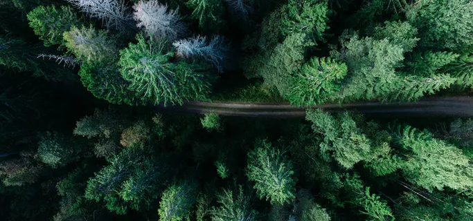 自然摄影风景绿色电商海报背景高清 自然摄影风景绿色电商海报背景高清