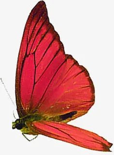 海报夏日摄影红色蝴蝶免抠