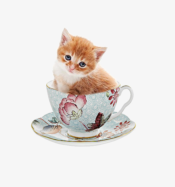 可爱小猫免抠