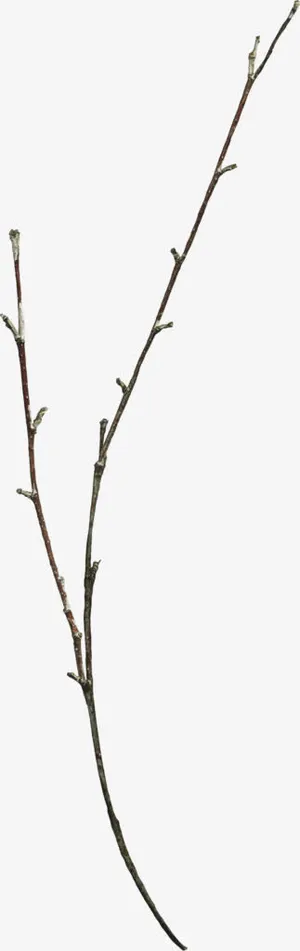 一支没有花朵的树枝免抠