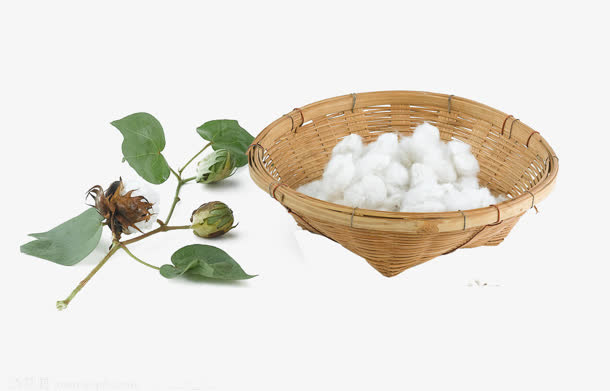 竹筐里的棉花免抠