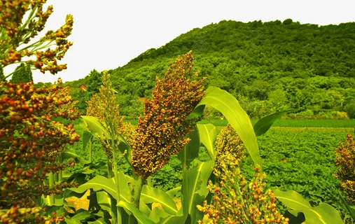 大片高粱地免抠