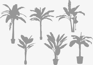 香蕉树简笔画免抠