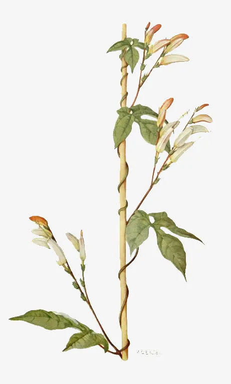 手绘树枝素材免抠