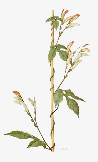 手绘树枝素材免抠