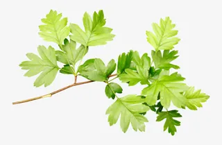 花瓣 绿叶PNG免抠图素材 透明背景