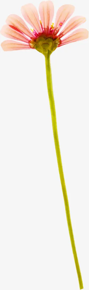 粉色清新春天花朵装饰免抠