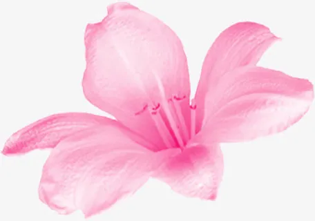 粉色高清花朵纹理免抠
